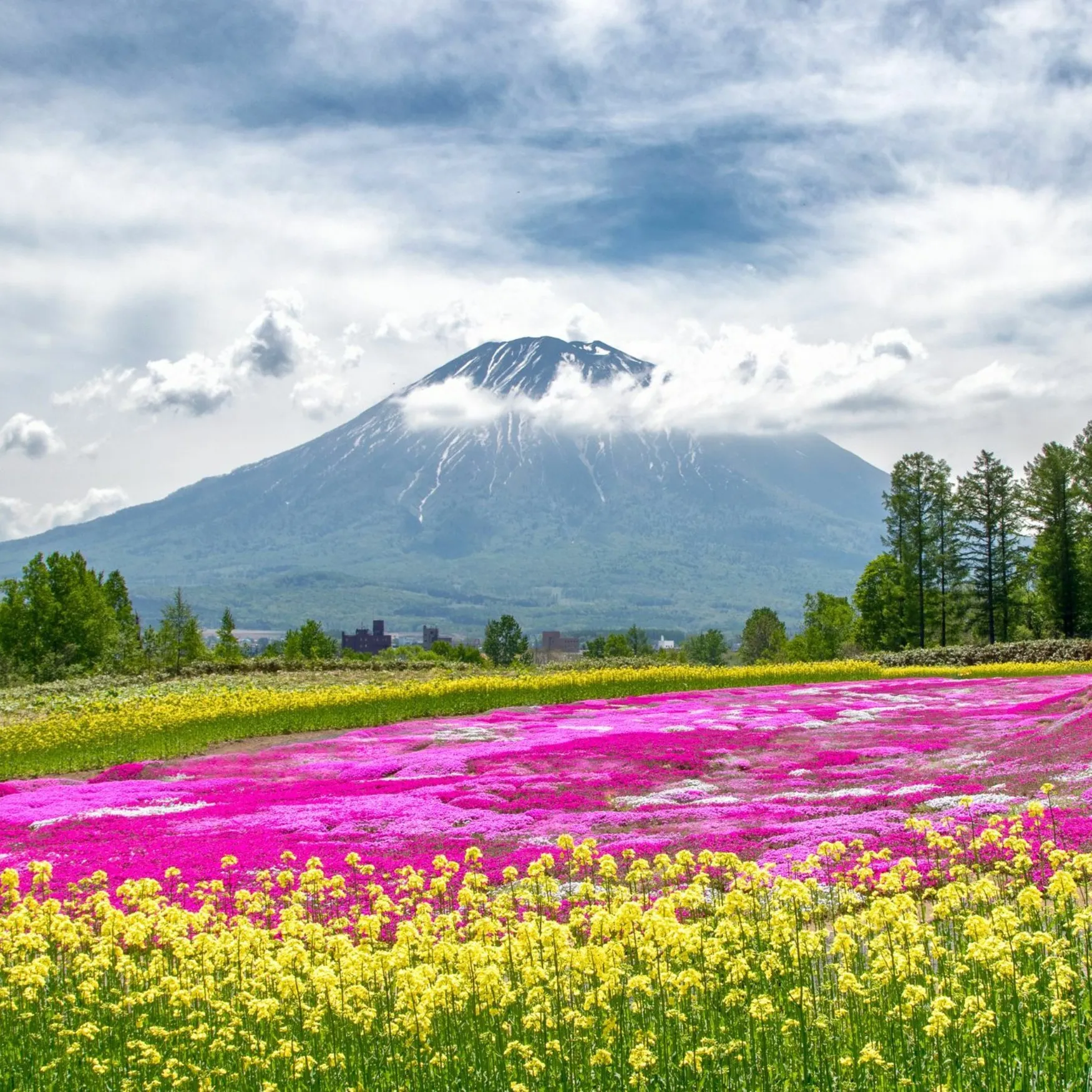 Hokkaido Summer Early Bird